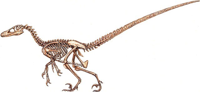 https://s1.radikal.cloud/2025/10/30/VELOTIRAPTOR-SKELET306066d8c4eeca2e.jpg