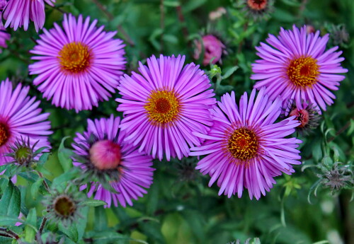 сентябринки