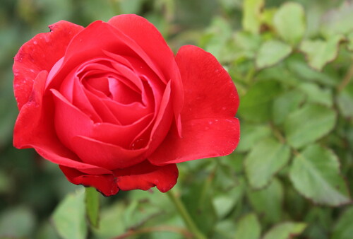 красная роза