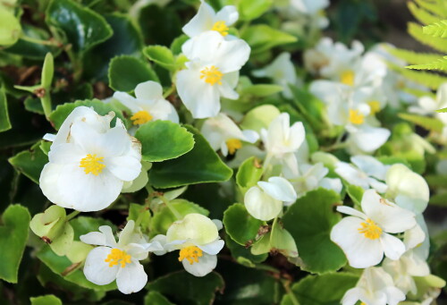 белая бегония