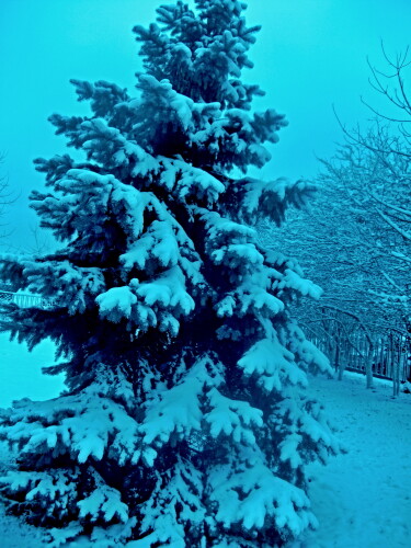 "Мороз снежком укутывал..."