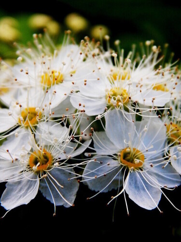 Сами с "усами"