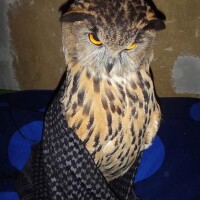 e70768533f3d8161b167c35525f0f01076ecaafe