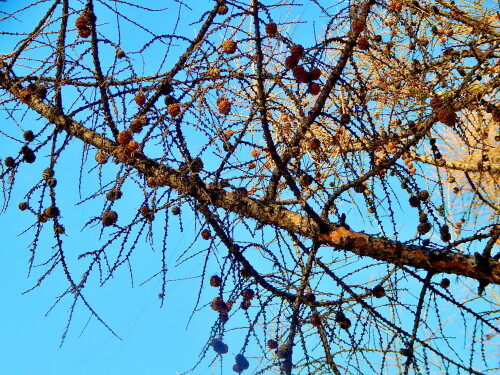 Под голубым-голубым небом