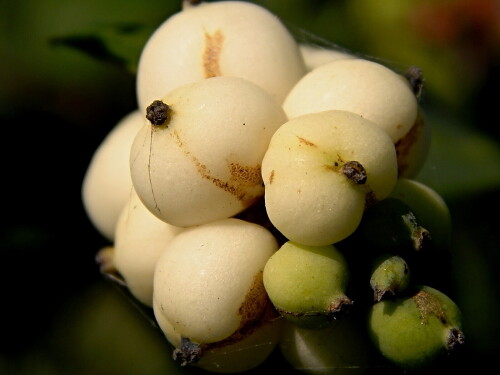 С "зимним" названием