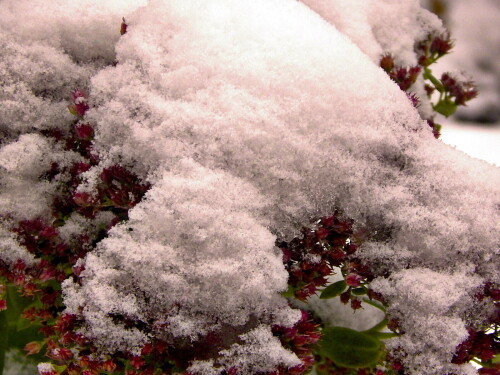 "Мороз снежком укутывал..."