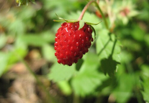 Лесная земляника