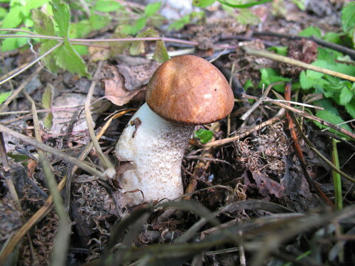 Скособочило