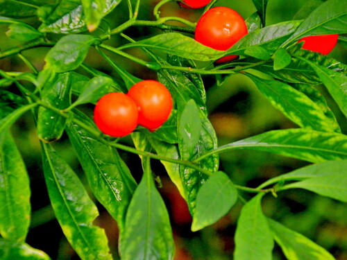 Кубинская вишня