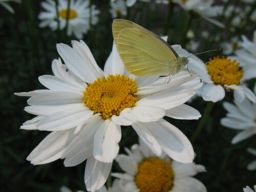 Ромашки с бабочкой
