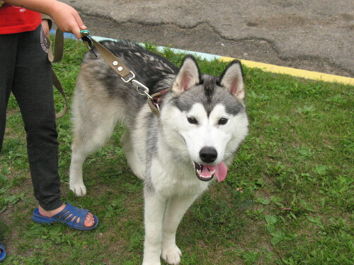 Хаски по имени Ермак