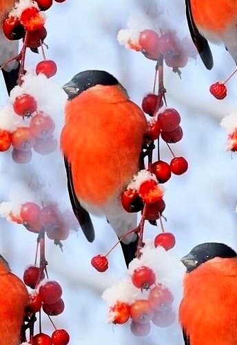 3245a5fe55dc9269c2b7793ad110b4be