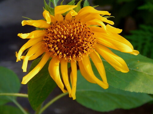 Жёлтый подсолнушек