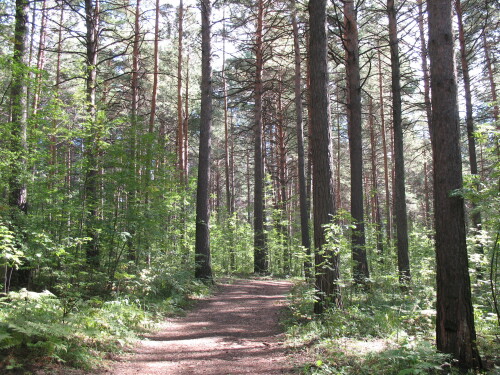 Дорога через лес