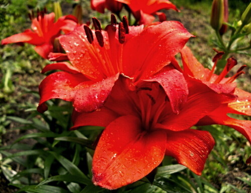 Огненно-красные