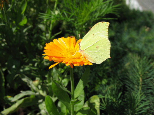 Календула и бабочка