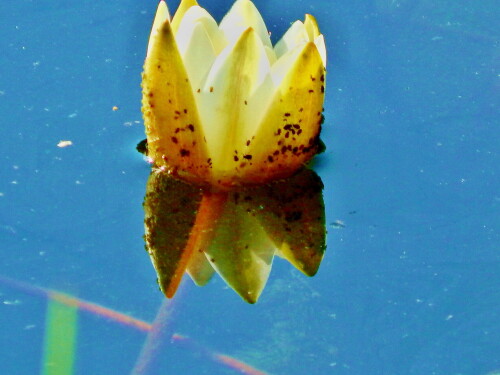 Жёлтая "грация"