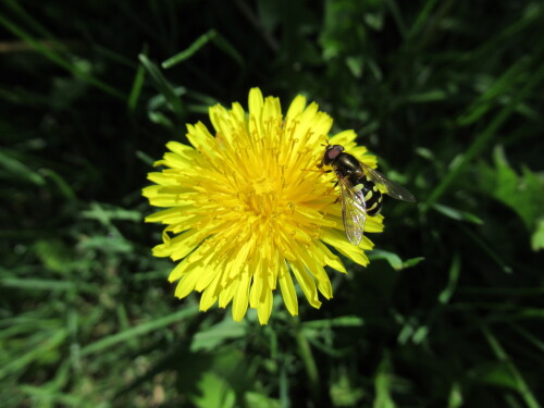 Одуванчик и журчалка