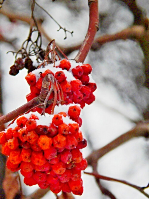 Рябина " в шапке"