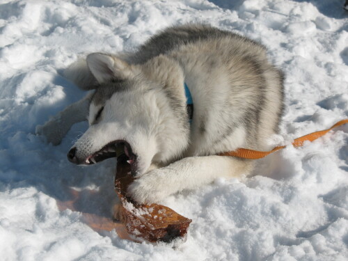 Охота на пластиковую бутылку