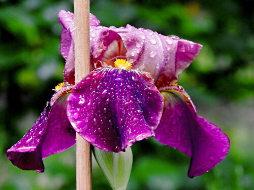 В каплях дождя