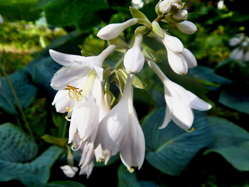 Белые колокольчики