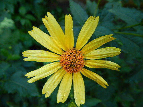 Топинамбур