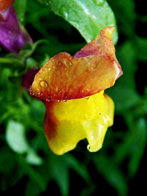 Разноцветная