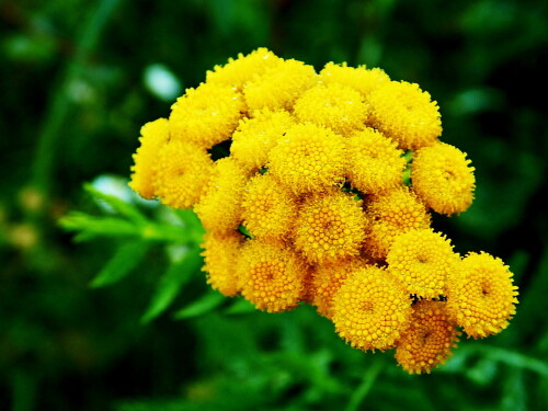 Ж1лтые "шарики"