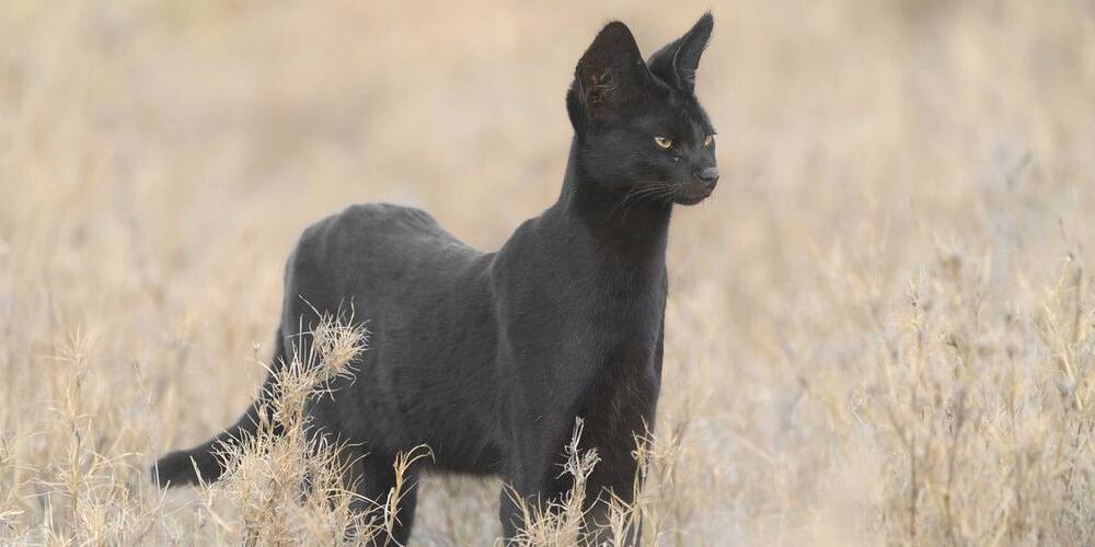 id="img_3" id="img_3"