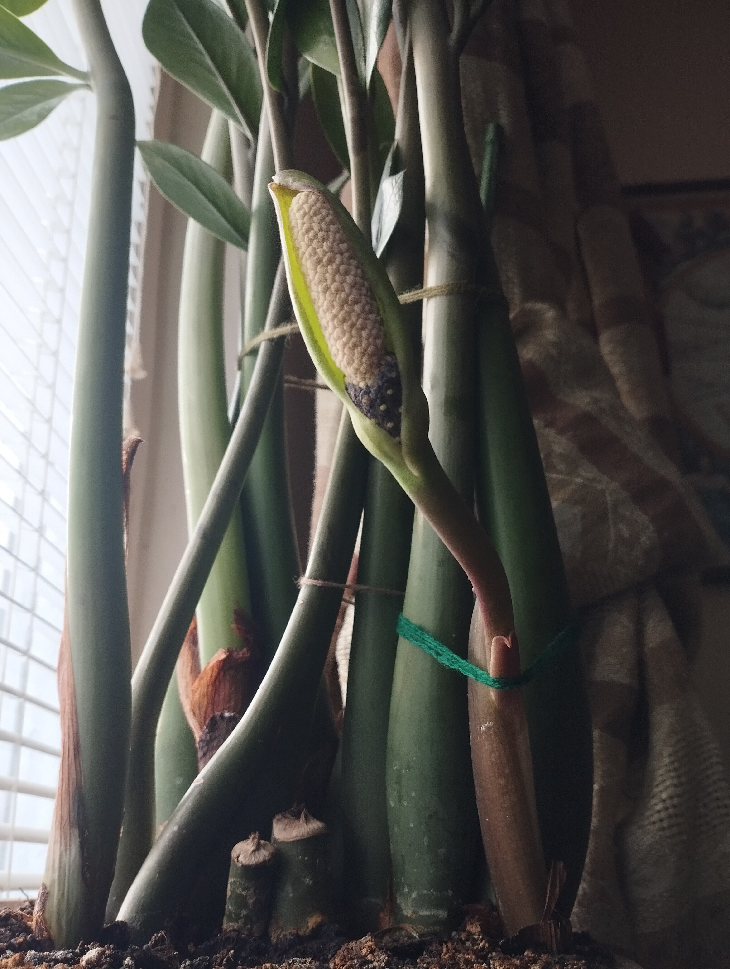 Фото/изображение с Телесериал.com