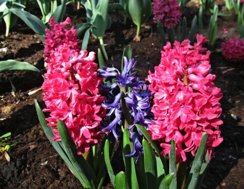 Гиацинты