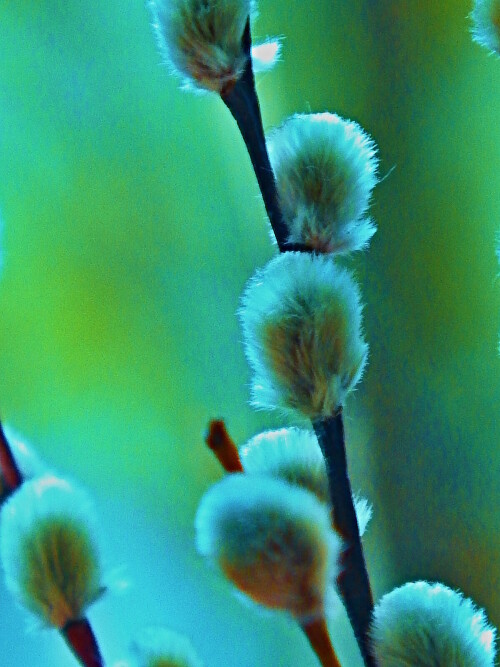 Вербная композиция