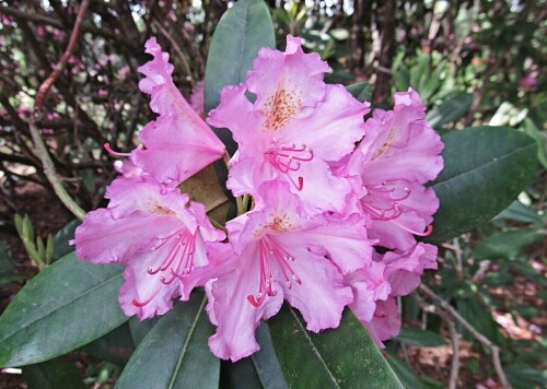 Рододендрон