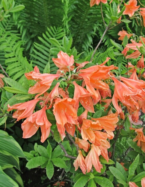 Рододендрон