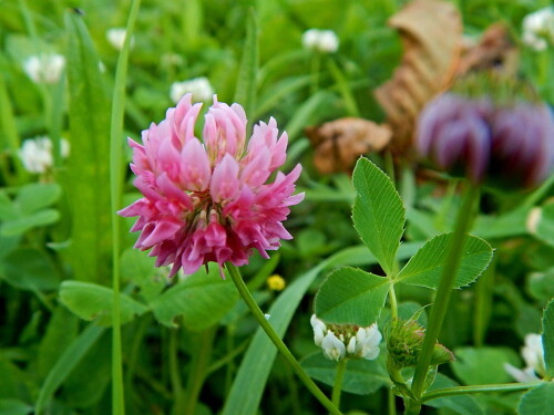 Розовая кашка