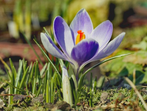 Радуется солнышку