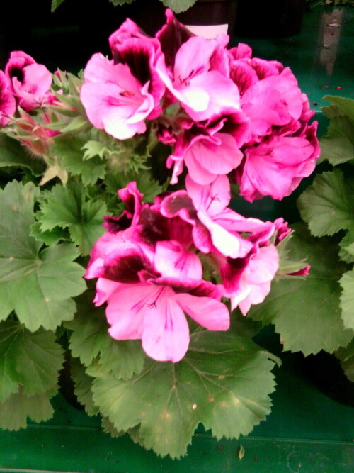 Пеларгония