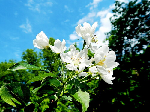 Ветка груши