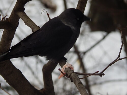 "Завтрак" вороны