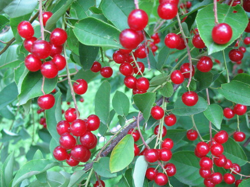 Обильный урожай