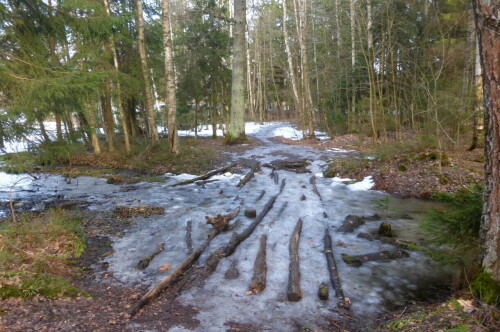 Весенний лес