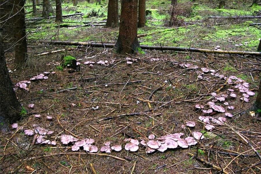Вуд-Баффало - удивительные тайны крупнейшего национального парка Северной Америки Вуд-Баффало - удивительные тайны крупнейшего национального парка Северной Америки