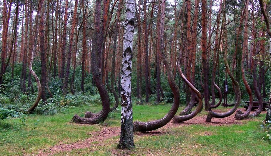Кривой лес в Грыфино - мистика и загадки искривлённых деревьев Кривой лес в Грыфино - мистика и загадки искривлённых деревьев