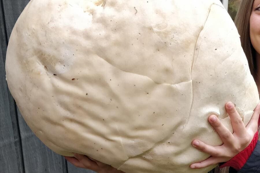 Дождевик - живой дым-патрон леса с целебной мякотью и вкусом тофу Дождевик - живой дым-патрон леса с целебной мякотью и вкусом тофу