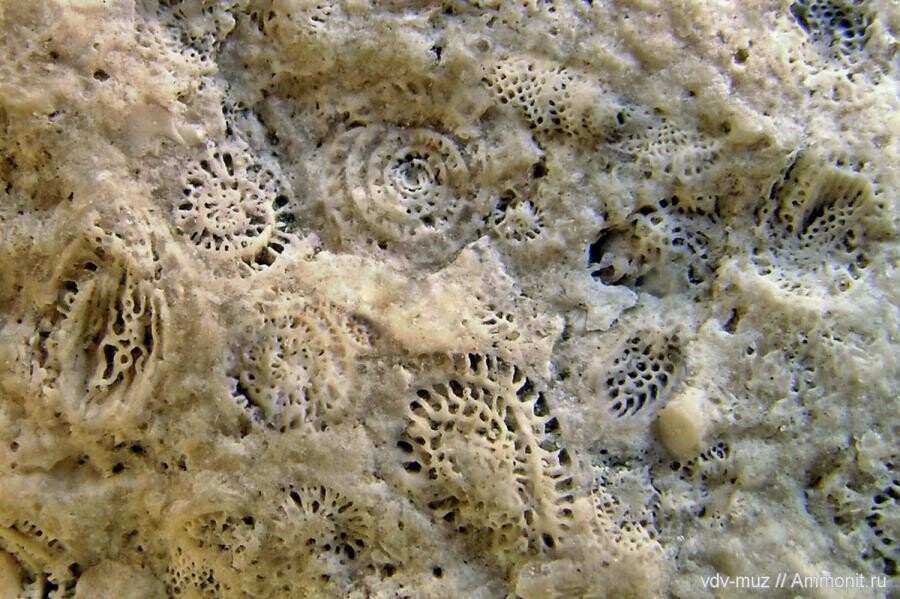Застывшая история жизни - что скрывают настоящие окаменелости эуфоссилии Застывшая история жизни - что скрывают настоящие окаменелости эуфоссилии
