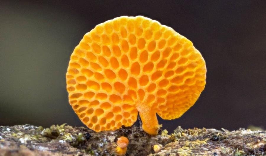 Оранжевый пористый гриб (Favolaschia calocera R. Heim) - интересные факты о грибе-захватчике Оранжевый пористый гриб (Favolaschia calocera R. Heim) - интересные факты о грибе-захватчике