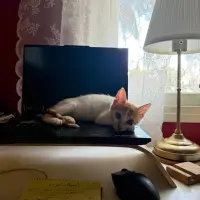 Персик